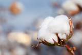 How The U.S. Cotton Trust Protocol  Is Changing Brands’ Ability To Assure Fiber Sustainability and Supply Chain Transparency