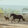 mare and foal running in solid bottom arena