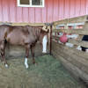 cowboy stall dividers with horse