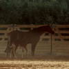 mare and foal in front of solid bottom panel