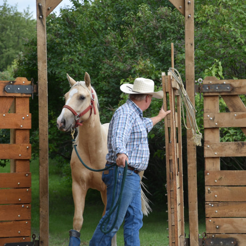Horse and cowboy walking through gate into round pen