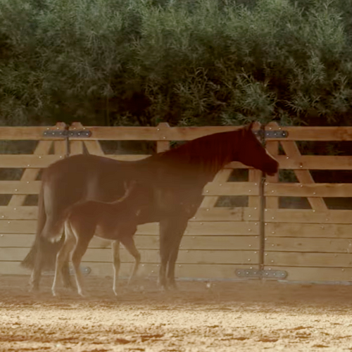 mare and foal standing next to solid bottom panels