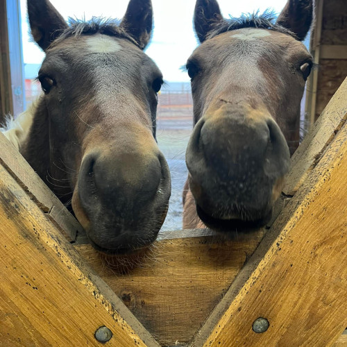 two horses looing through v-yoke stall door