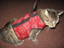 Kitty Holster Cat Harness, Medium/Large, Red Bandana