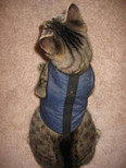 Kitty Holster Kitty Holster Cat Harness, X-Small, Denim Blue