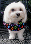 Puppy Bumpers Puppy Bumper - Keep Your Dog on the Safe Side of the Fence - Rainbow Paw