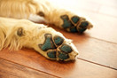 Pawfriction PawFriction - Paw Pad Traction - Increase Your Dog's Quality Of Life