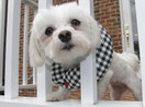 Puppy Bumpers Puppy Bumpers Puppy Bumper Black and White Check 10 to 13"