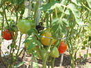 Tomato Ring - Tomato Cage - Plant support/Tomato support - 6 Pack