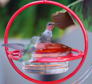 Mosaic Birds M047-301-R Hummble Bold Hummingbird Feeder Red