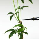 Hanafubuki Wazakura Satsuki Bonsai  Scissors Made in Japan 7inch( 180mm), Japanese Bonsai Garden Tools, Hasami Pruning Shears - Long Handle Black