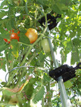 Tomato Ring - Tomato Cage - Plant support/Tomato support (6 Pack)