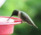 Hummers Galore, Hummingbird Food, All Natural Hummingbird Nectar for Healthy Hummingbirds, 3 Boxes of 4 Packets each 192oz