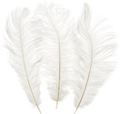 Kayso 100pcs New Style Real Natural, Ostrich Feathers Great Decorations in White 12-14 inches