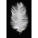 Kayso 100pcs New Style Real Natural, Ostrich Feathers Great Decorations in White 12-14 inches