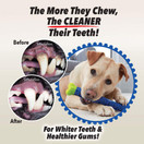 BulbHead Chewbrush Toothbrush Dog Toothbrush and Dog Toy - No Dog Toothpaste Required - Great Dog Teeth Cleaning Toys (1 Pack)