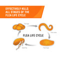 Frontline Plus Flea and Tick Treatment for Dogs