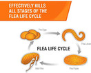 Frontline Plus Flea and Tick Treatment for Dogs