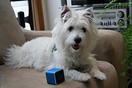 Pet Tunes Bluetooth Speaker Preloaded with Calming Canine Music