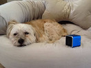 Pet Tunes Bluetooth Speaker Preloaded with Calming Canine Music