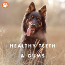 Charlie's Choice by Stop Aging Now - ProDent PLUS Dental Health Chews for Dogs - Supports Healthy Teeth and Fresh Breath - 30 Chews