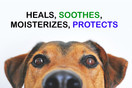 Paw Butter Dog Paw Balm – Helps to Heal and Protect Dry, Rough, Chapped, Cracked Paws & Snout - Made from The Finest Hemp Oil and All-Natural Wax, Oils, and Butters | Made in The USA