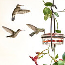 Mosaic Birds - M045-301 Hummble Slim Hummingbird Feeder