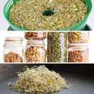 1 Lb - Handy Pantry 5 Part Salad Sprout Mix - Organic Non-GMO Mixed Seeds - Organic Broccoli Sprouting Seeds, Radish Sprout Seeds, Alfalfa Sprout Seeds, Lentil Seeds, and Mung Bean Seeds for Sprouting