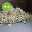 Handy Pantry 3 Part Salad Sprout Seed Mix - 1 Lbs Brand: Certified Organic Sprouting Seeds: Radish, Broccoli & Alfalfa: Cooking, Food Storage or Delicious Salad Sprouts