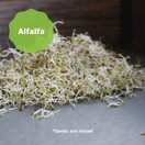 Handy Pantry 3 Part Salad Sprout Seed Mix - 1Lbs Brand: Certified Organic Sprouting Seeds: Radish, Broccoli & Alfalfa: Cooking, Food Storage or Delicious Salad Sprouts