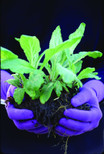 Foxgloves Original Gardening Gloves | Iris Purple