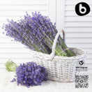 Bobica's Premium European Organic Lavender Capsules | 250 mg | 90 Vcaps | GMO Free, Gluten Free, All Natural | for Vegetarians and Vegans |