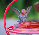 Mosaic Birds M047-301-R -  Hummble Bold Hummingbird Feeder Red