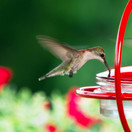 Mosaic Birds M047-301-R -  Hummble Bold Hummingbird Feeder Red