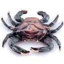 SPI Home Crab Doorknocker 30748