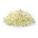 Certified Organic Alfalfa Sprouting / Sprout Seeds - Seed For Sprouts - 16 Oz