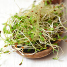 Certified Organic Alfalfa Sprouting / Sprout Seeds - Seed For Sprouts - 16 Oz