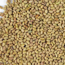 Certified Organic Alfalfa Sprouting / Sprout Seeds - Seed For Sprouts - 16 Oz