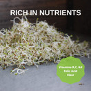 Certified Organic Alfalfa Sprouting / Sprout Seeds - Seed For Sprouts - 16oz.