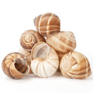 Cavair Line Escargot Snails Empty Giant Shells 24pcs XL Escargot French Shells 