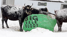 Large Big Bale Buddy - Green