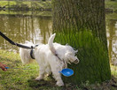 PawCheck P-Scoop Dog Urine Collector - Reusable & Telescopic Dog Urine Catcher extends to 29"