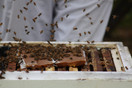 15% Polien Patties for Bees 4 Pack - 1 Pound Each
