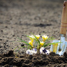 50 pcs Large Seed Paper Purple Plantable Wildflower Hearts Set of 50