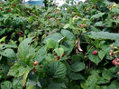 CERTIFIED ORGANIC Raspberry Leaf Cut and Sifted 1 LB Bag 100% NATURAL, KOSHER Berries (Rubus idaeus)