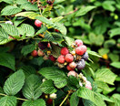 CERTIFIED ORGANIC Raspberry Leaf Cut and Sifted 1 LB Bag 100% NATURAL, KOSHER Berries (Rubus idaeus)