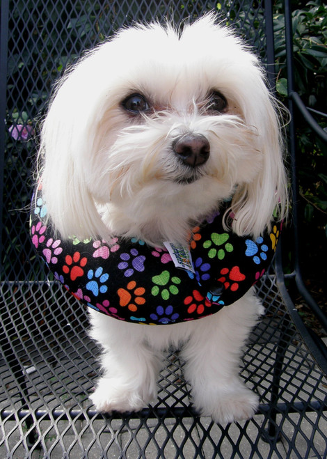 Puppy Bumper - Keep Your Dog on the Safe Side of the Fence - Rainbow Paw