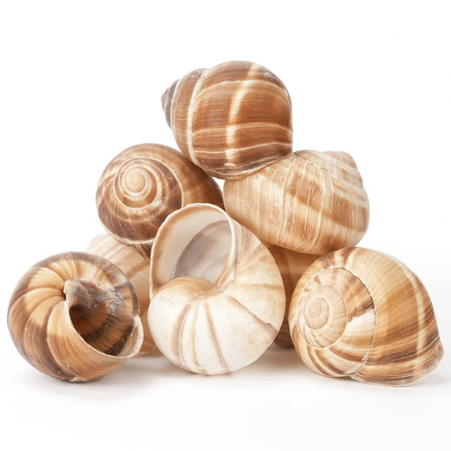 Cavair Line Escargot Snails Empty Giant Shells 24pcs XL Escargot French Shells 