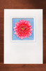 Chrysanthemum FF03-NC3