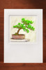 Bonsai-5 BN03-NC